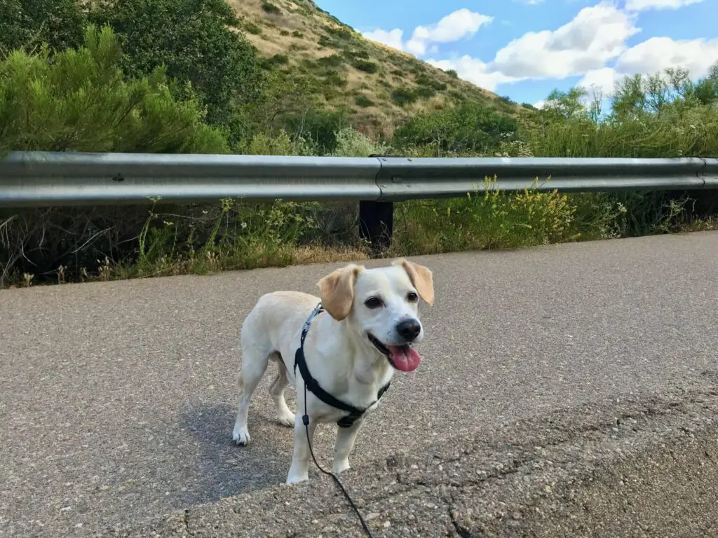 Picture of dog at Mission Trails Regional Park