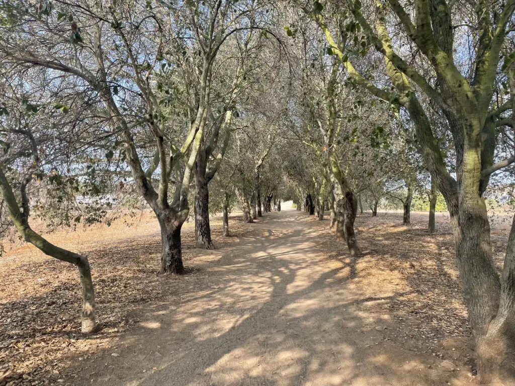 Iron Mountain Hiking Trail