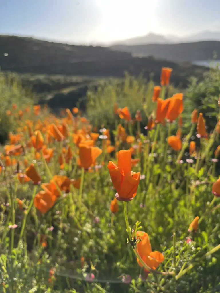 California Poppy