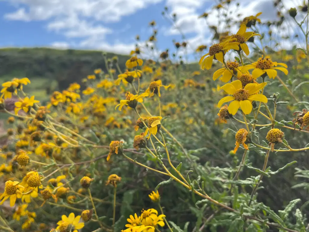 wildflowers