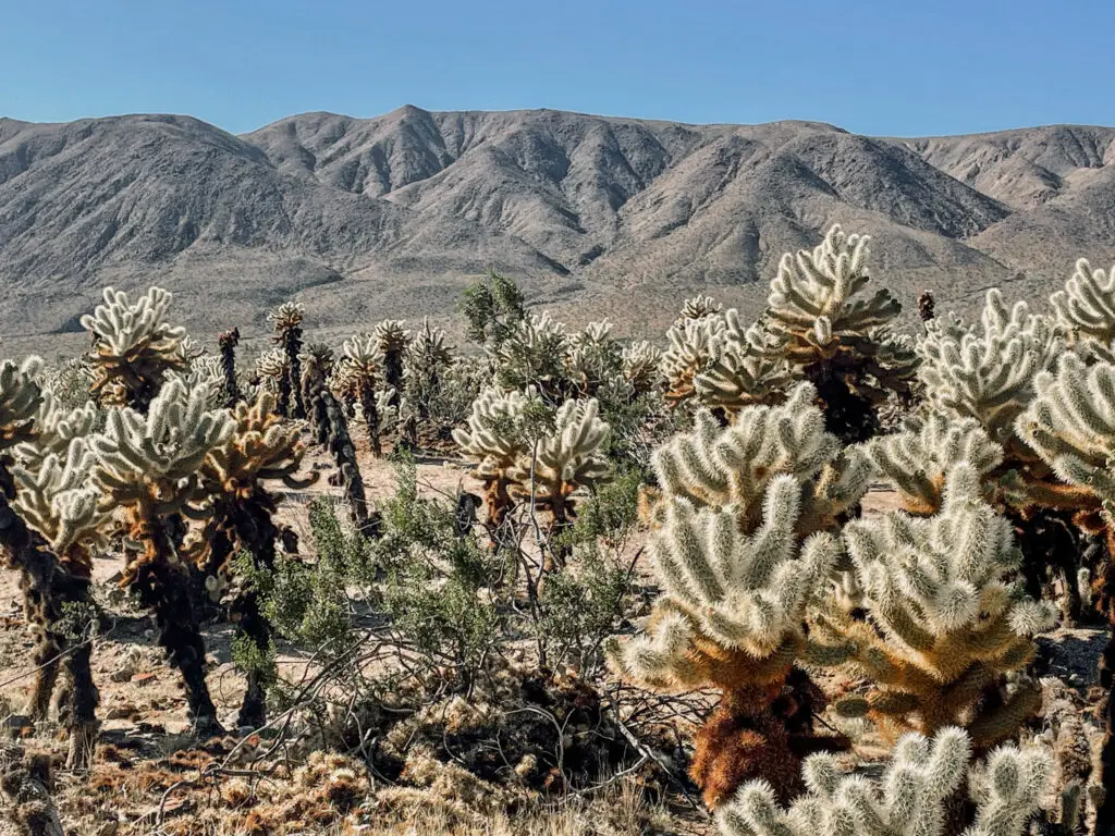 Joshua Tree Cholla Cactus Garden