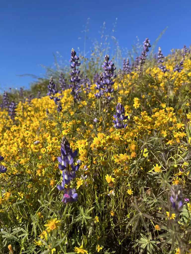 Wildflowers at Diamond Valley Lake