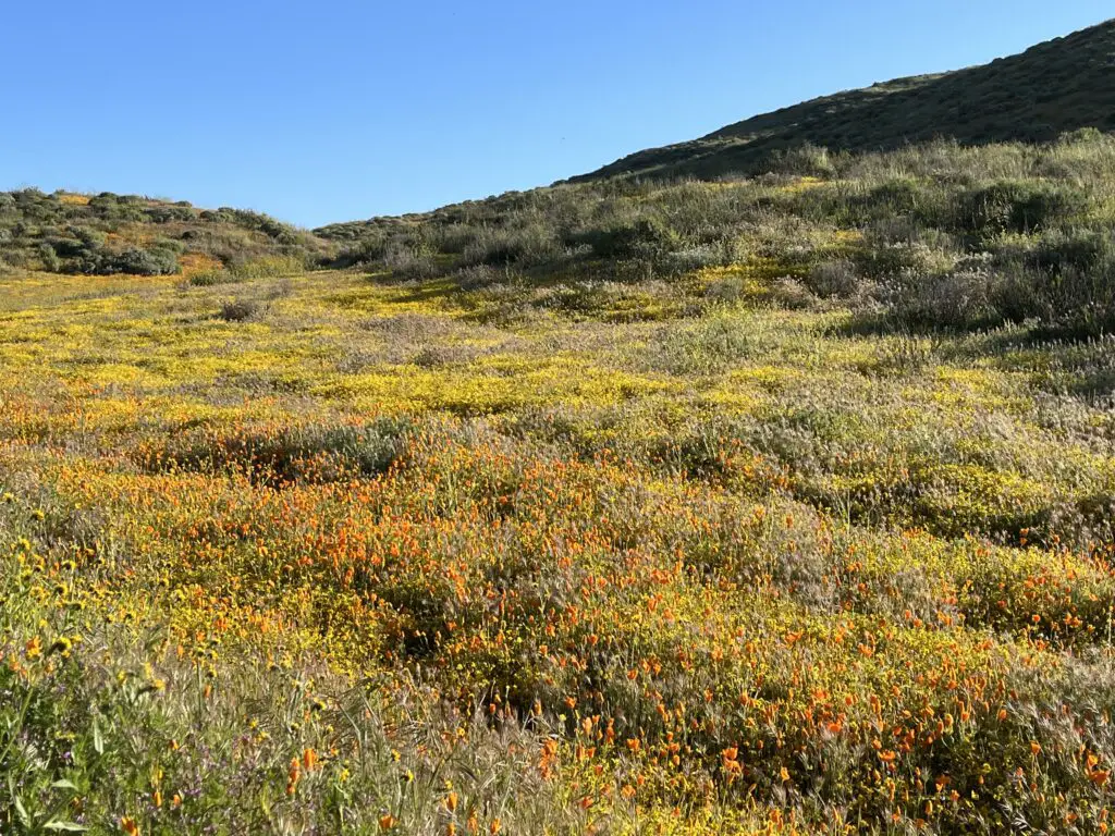 superbloom at diamond valley lake