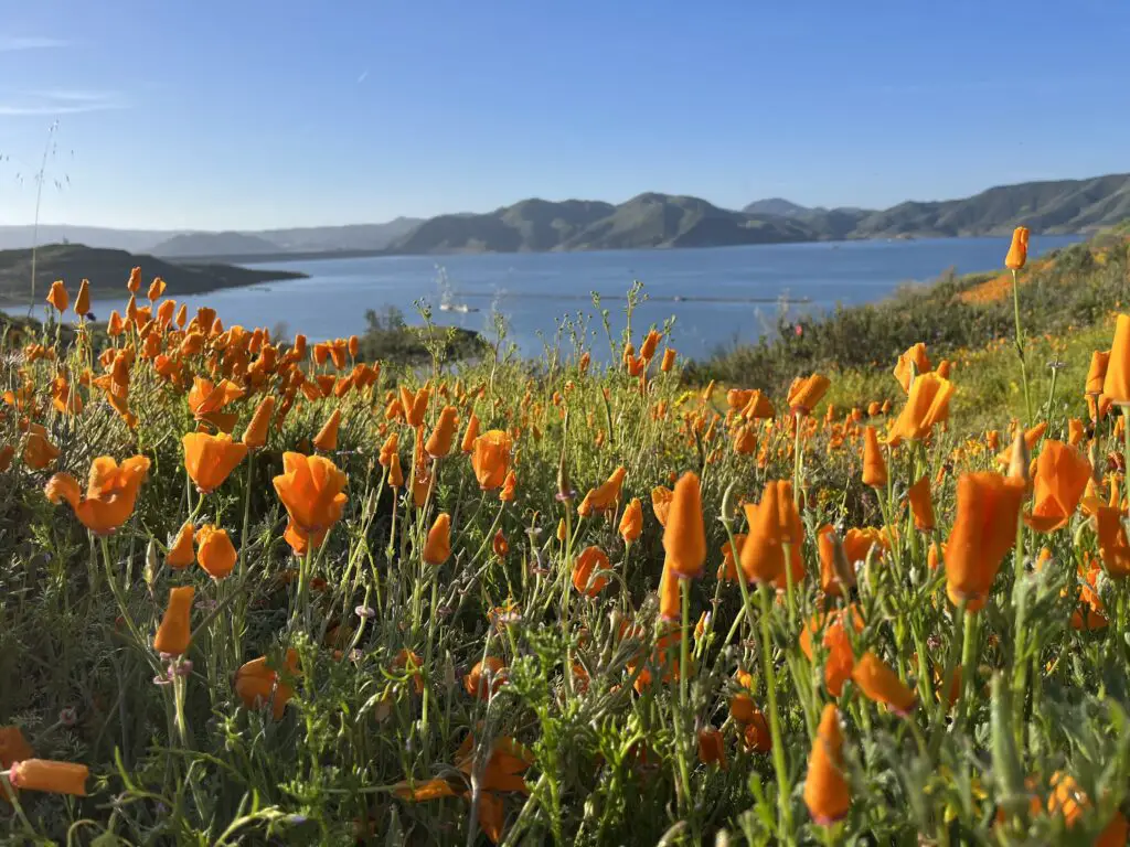 Wildflower Trail at Diamond Valley Lake