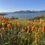 Wildflower Trail at Diamond Valley Lake